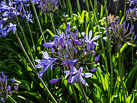 MK体育官网种植基地一