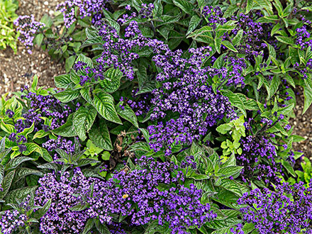 MK体育官网种植基地六